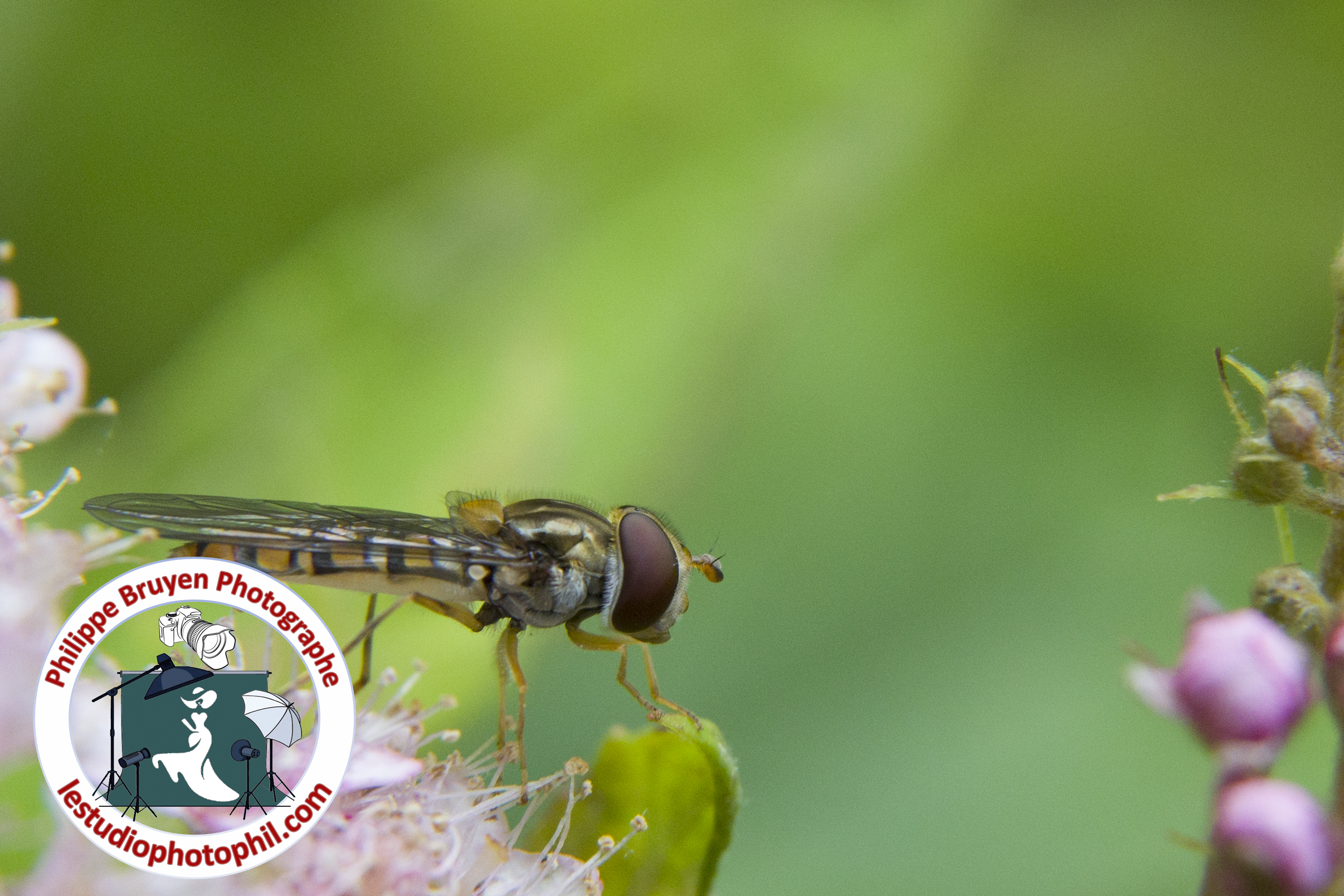 mouche syrphe, insectes du verger